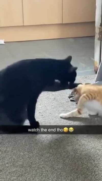 Cat got what it deserved