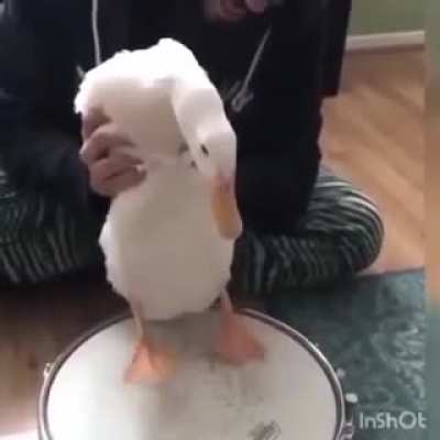pato...