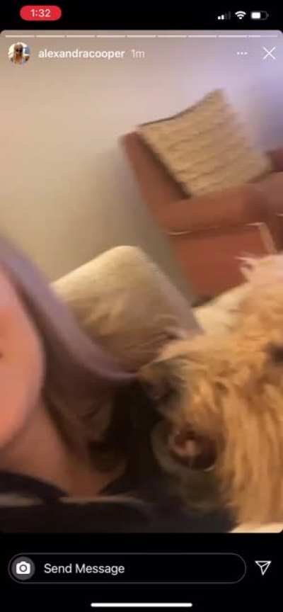 Here it is!! 😅 Alex&rsquo;s insta story yesterday with dog