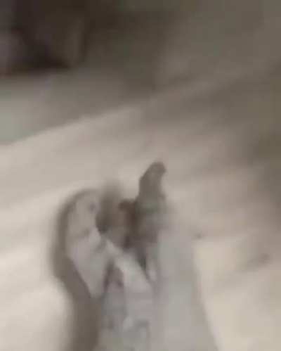 Nooo pobre gato:(