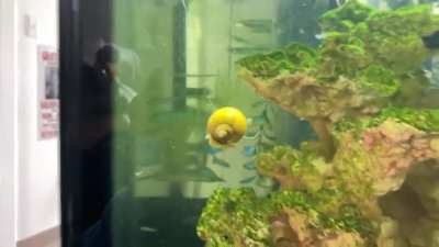 My snail can fly