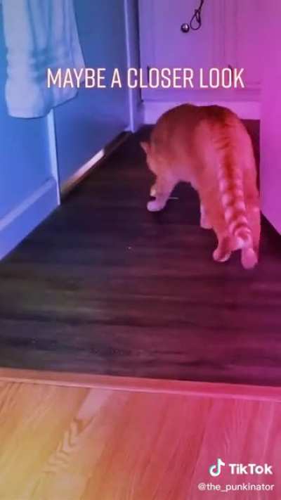 Mission Impawsible