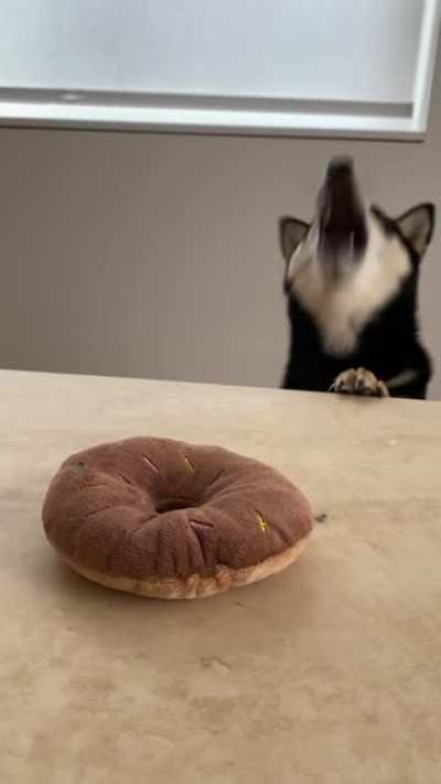 hangry, hangry shiba (sound on 🔈) @sadetheshiba