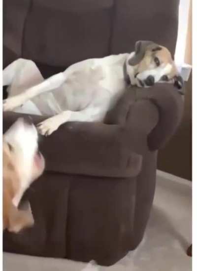 The &lsquo; I am sick of you&rsquo; look