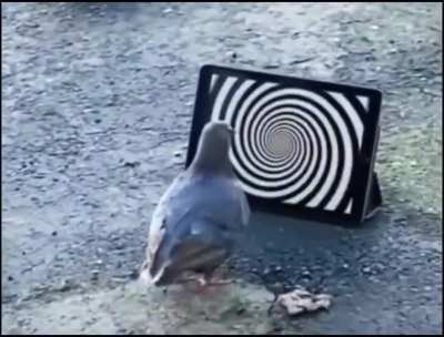 Pigeonus Annus