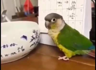 birding bad