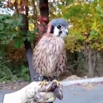 Nature&rsquo;s gimbal