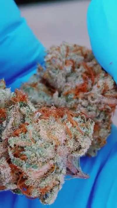 Straight Sauce bred by Archive grown by me (Strongest flower I&rsquo;ve ever grown)