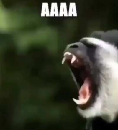 fassst &amp;amp; verrry furios
