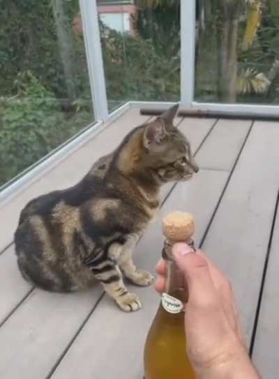 caT sTRuCK by moRtaR fIRE in hoRriFic dIsPlAy OF brUTaLITY