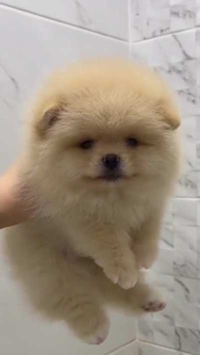 Just a Cute Puppy... or is it?