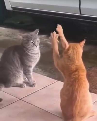 Cat is doing magic!