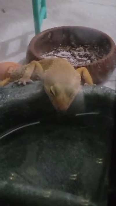 Thirsty boy(sorry, didn't realize how dirty the glass on his terrarium was till I rewatched the video)