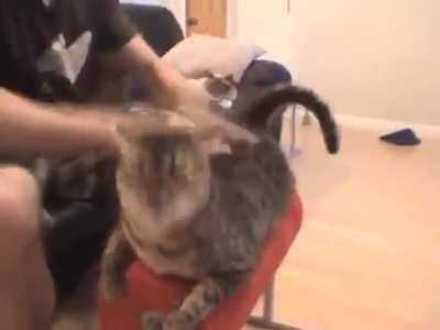 gato masaje