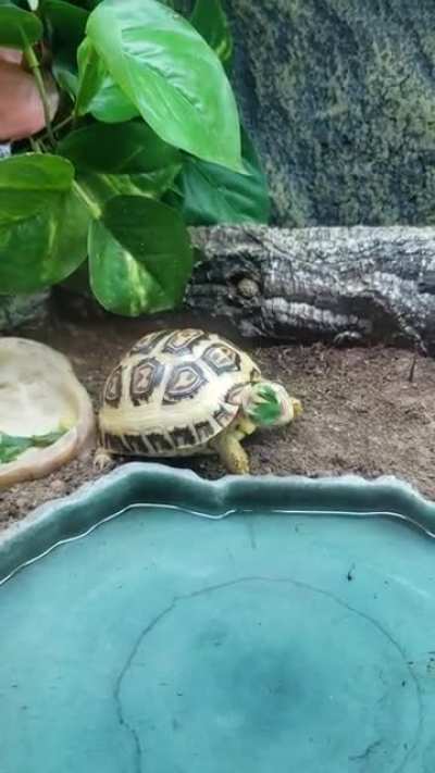 Turtle life