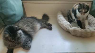 Astrid kneading while Orion watches
