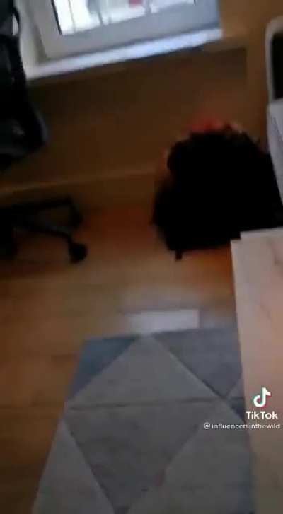 "Gotcha Bitch!"
