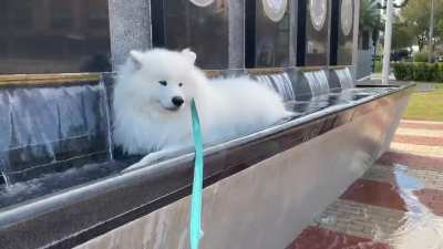Take your dog to the park they said&hellip;