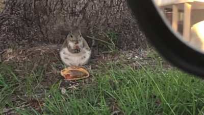 Fat squirrel eating a McDonald&rsquo;s cheeseburger