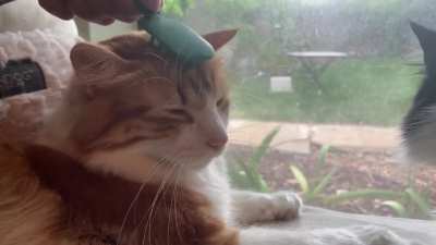 We finally found a brush he likes!! (And it&rsquo;s cute and tiny!!)