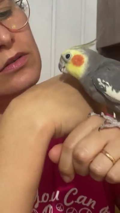 My mother trying to tame our new cockatiel