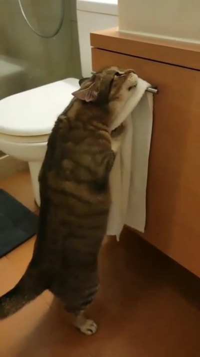 a clean cat 😍