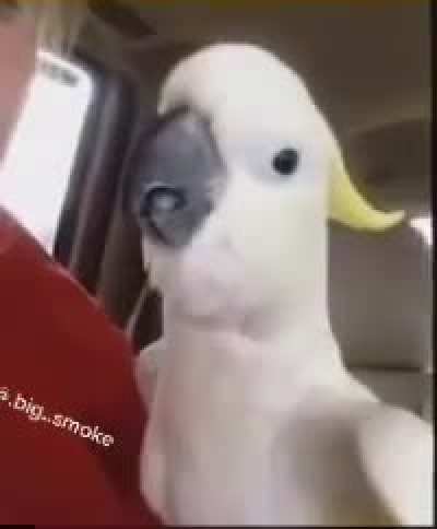 Peekaboo