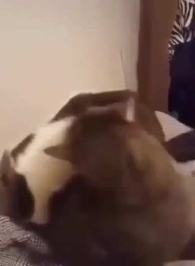 BROTH&Auml;R Y