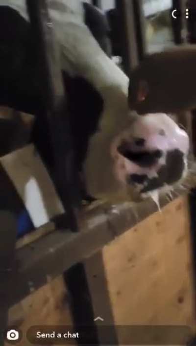My boyfriend wandered away from a party and met a cow