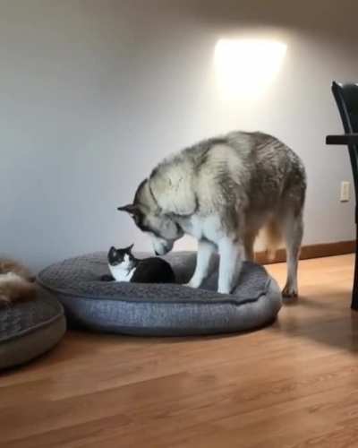 A gentle giant discovers his bed has been occupied