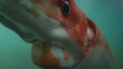 This is what I imagine is below me whenever I swim