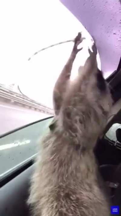 pOoR rAt TrIeS tO aSk FoR hELp AfTeR bEiNg KiDnApPeD