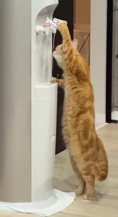 Thirsty Cat