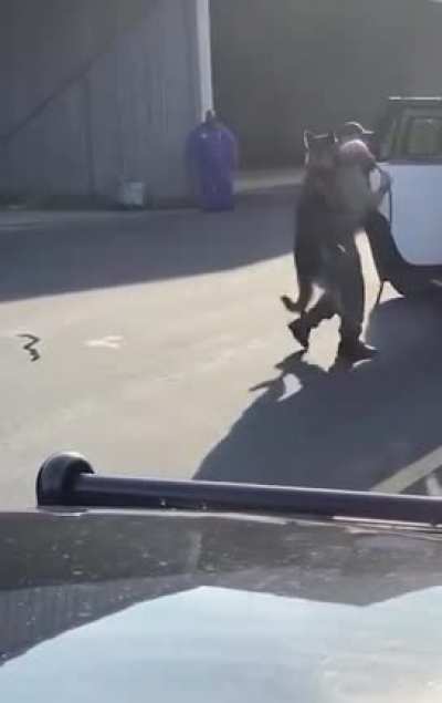 Police officer in North Carolina chokes a police dog by its leash and slams it against a car while another officer reassures him there are "no witnesses"