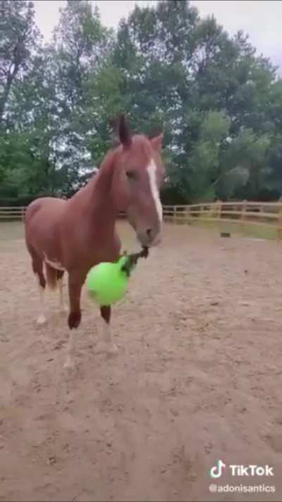 Horse go yeet