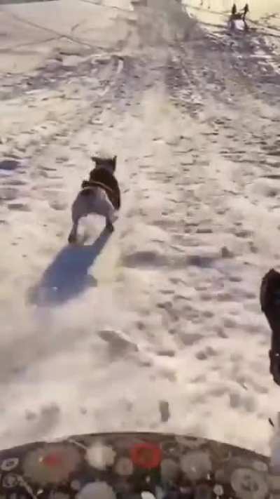 Doggo enjoys racing their human sledding down a snowy hill.