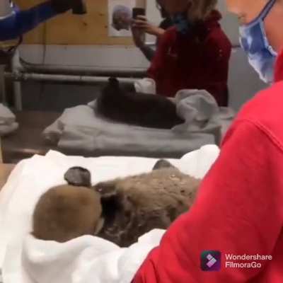Otterly wiggling
