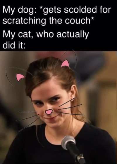 I present to you: Emma Watson with whiskers and cat ears