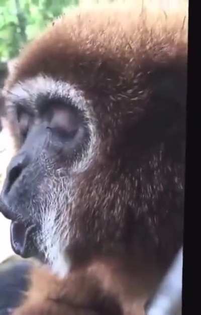 Monkey Spin
