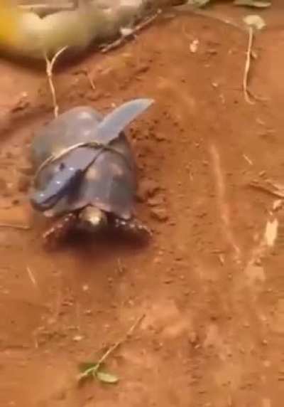 Vamo la tortuga
