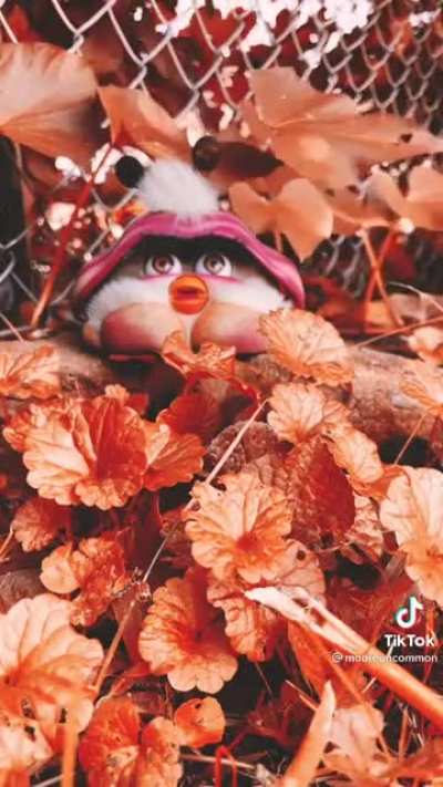 Autumn furby