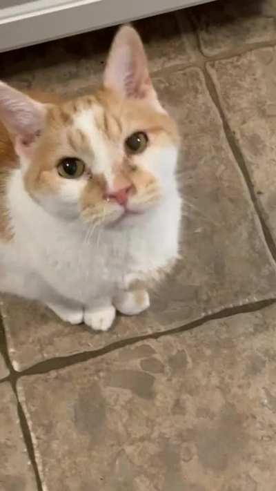 Moe. He is 12 and has been a LOVER his whole life. He loves you the instant he meets you. He will wait for me at the door as I leave, fetch, he could almost be a dog. After his brother DeNiro recently passed away, he started to talk too.