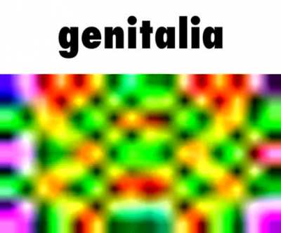 genitalia