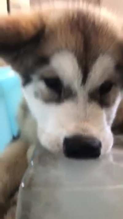 Guys I&rsquo;m pretty sure this is a husky