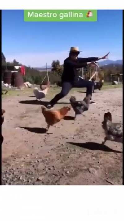 Esto es lo suficientemente chileno para poder posterlo? Es un v&iacute;deo de alguien con un chupalla que controla gallinas