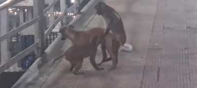 Human evolved from Monkey