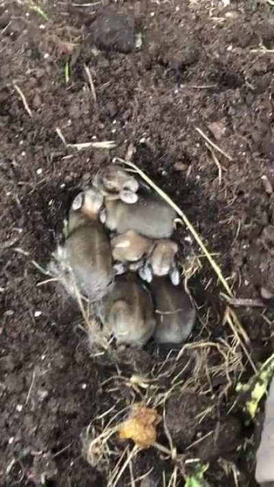 I’ve found what I think are rabbit babies in my raised bed, what can I do or avoid doing to help them