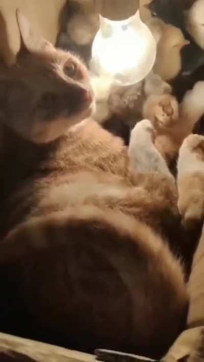 Cat being a bro to the chicks.