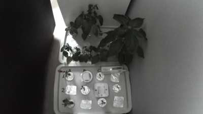 4 weeks of time lapse on first attempt of hydro