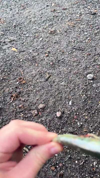 Found a dead fish on the ground at the same time this guy flew into my arm and landed in front of me&hellip;